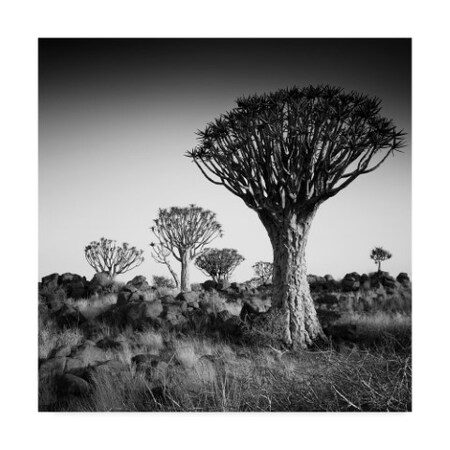 Nina Papiorek 'Namibia Quiver Trees' Canvas Art,14x14